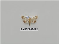 藏品(螟蛾290)的圖片